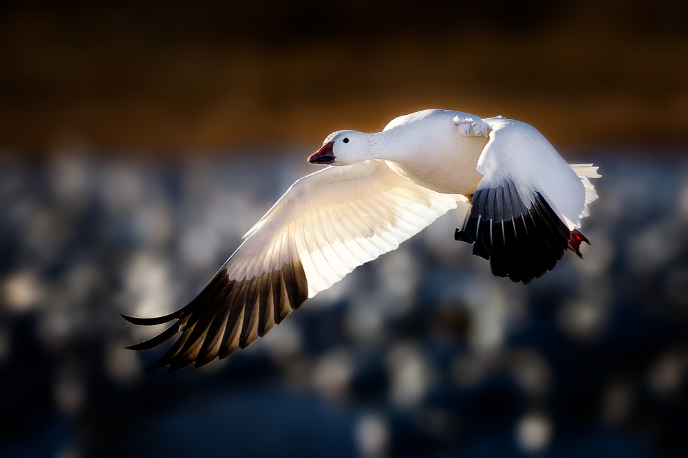 Snow Goose In Flight At Bosque Del Apache Title Taking