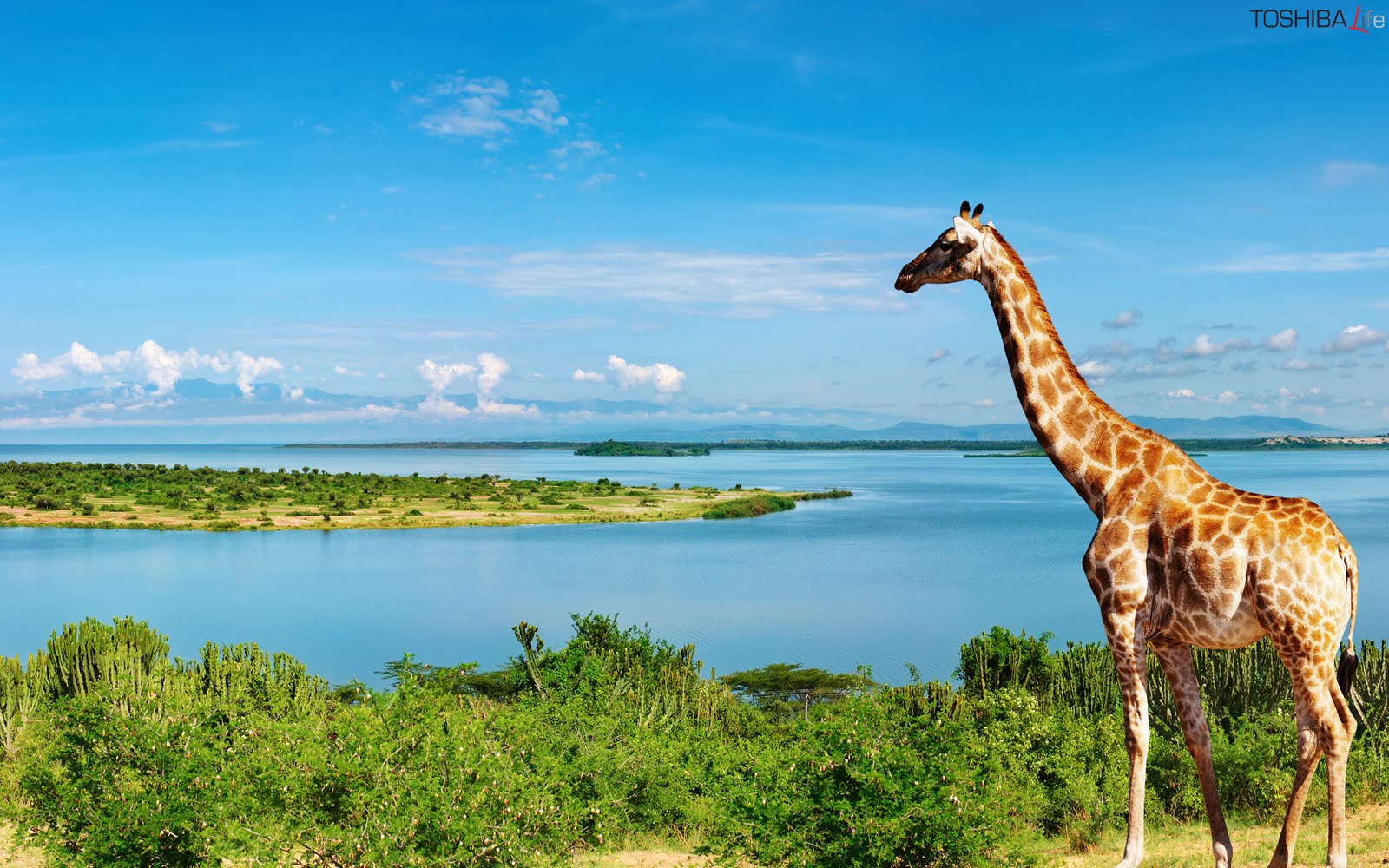 Giraffe High Desktop HD Wallpaper In Quality Animals Wide
