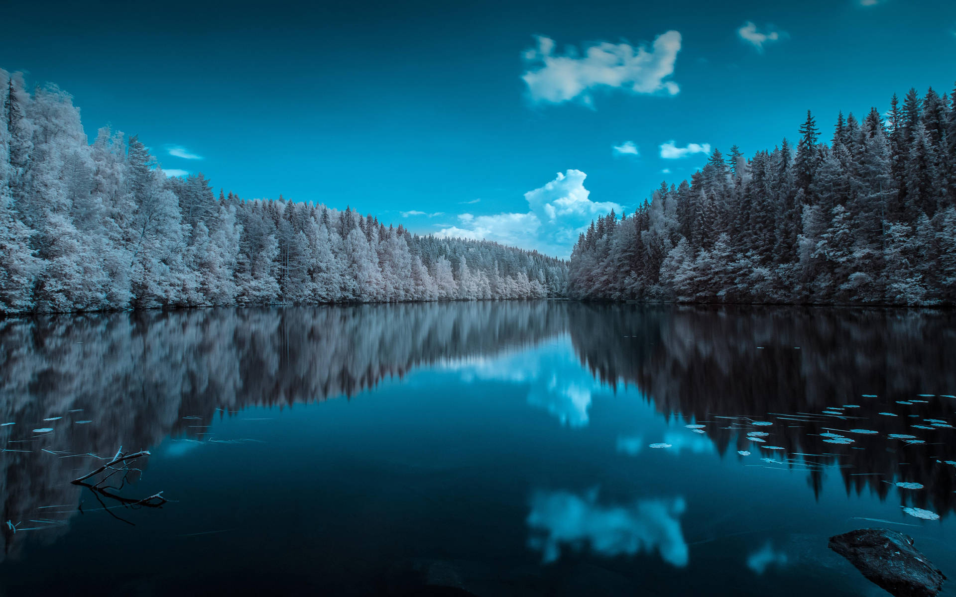 Forest Lake Wallpaper