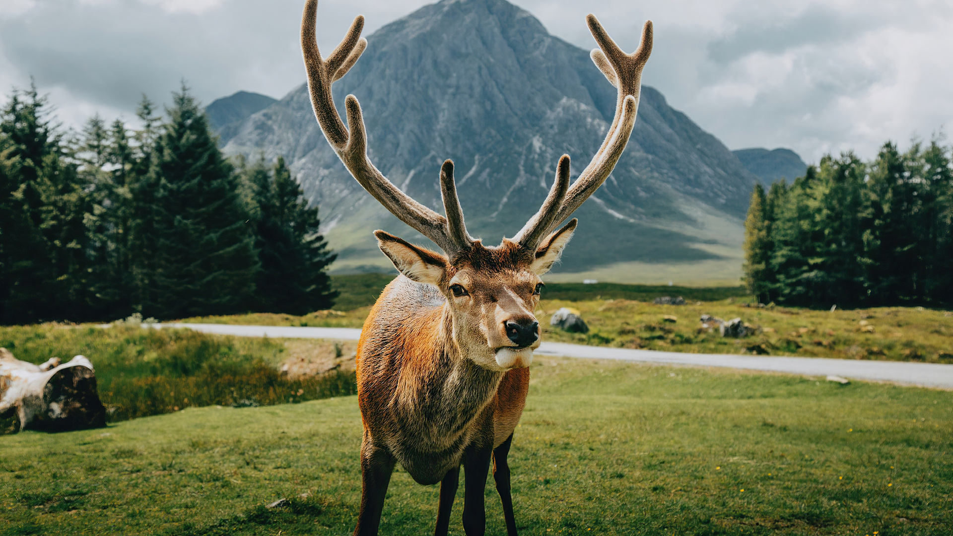 Reindeer Open Field Landscape 4k Laptop Full HD 1080p Wallpaper Image