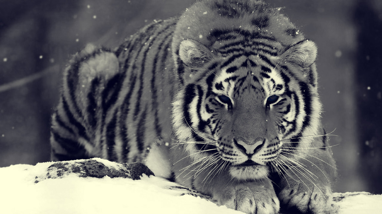 White Siberian Tiger Pictures By