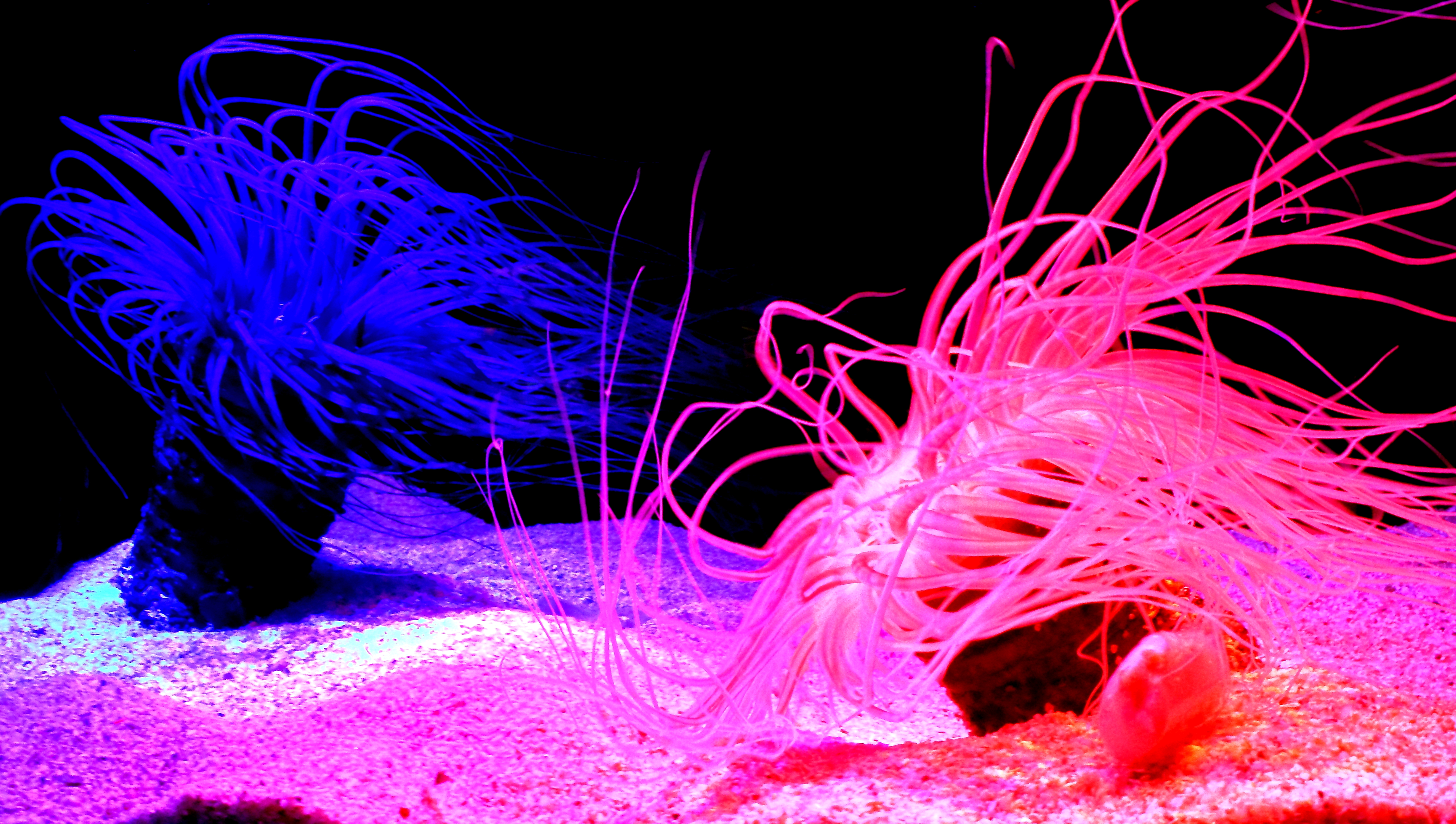 Jellyfish Wallpaper Cool Throw Colorful There Trippy HD