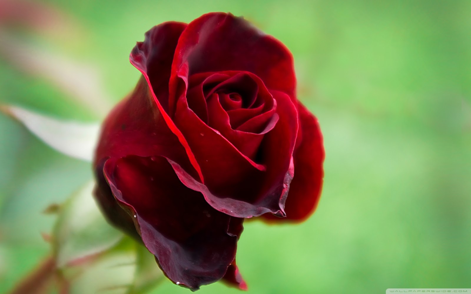 Free download single red rose flower wallpaper love red rose flower  wallpaper [1600x1000] for your Desktop, Mobile & Tablet | Explore 75+  Single Red Rose Wallpaper | Wallpaper Rose Red, Red Rose