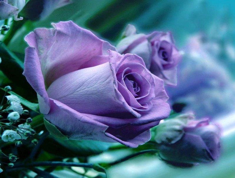 Beautiful Purple Roses Wallpaper Rose