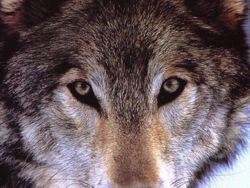 Wolf Face Screensaver Screensavers