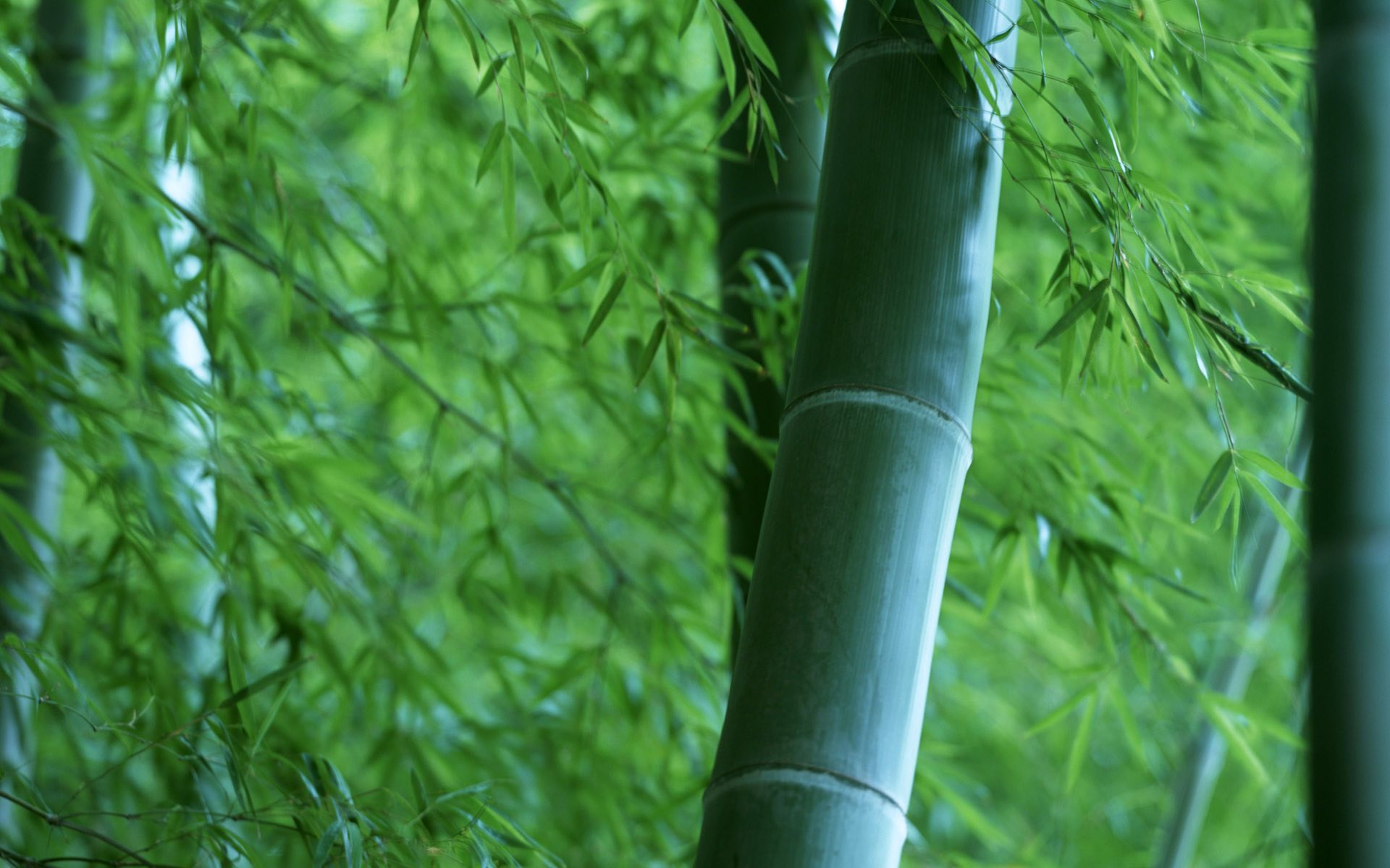 Green Bamboo Wallpaper HD