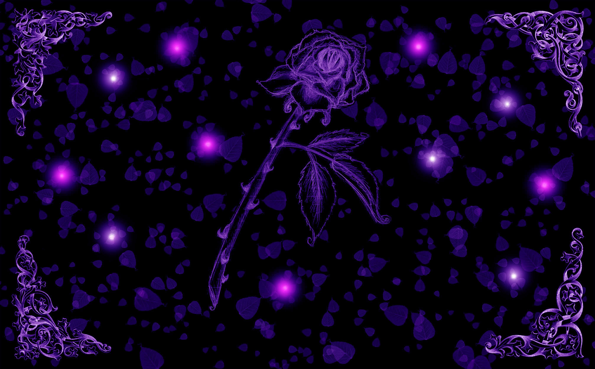 Purple Passion Rose Wallpaper by silverperfume on deviantART