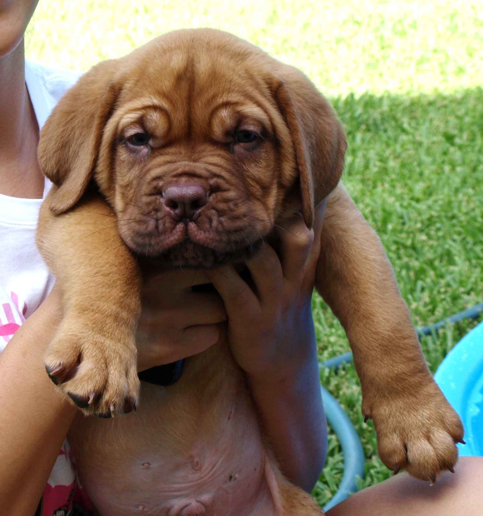 Names Bordeaux Mastiff French Bordeauxdog Height Male Weight