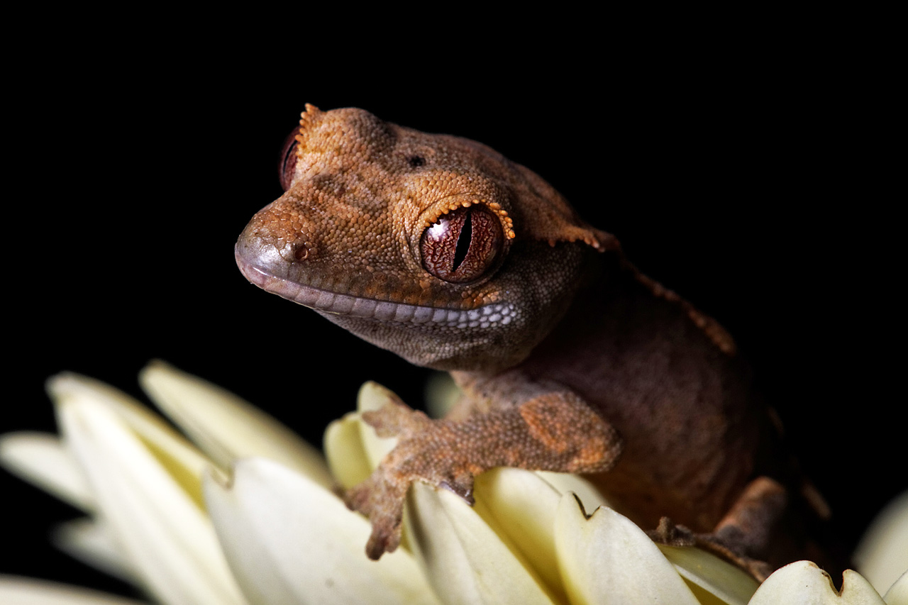 Crested Gecko By Snowporing