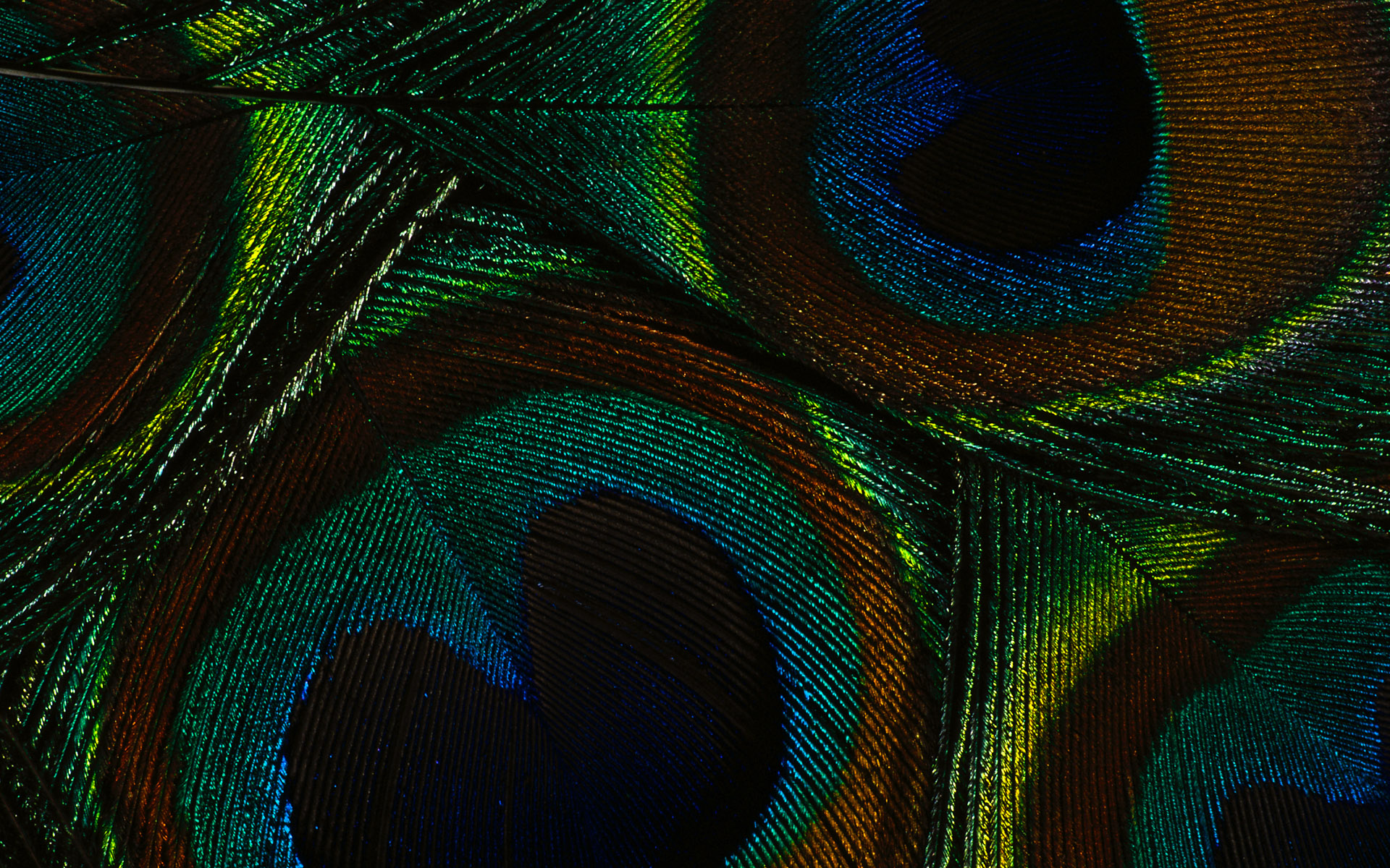 Peacock Feather Wallpaper