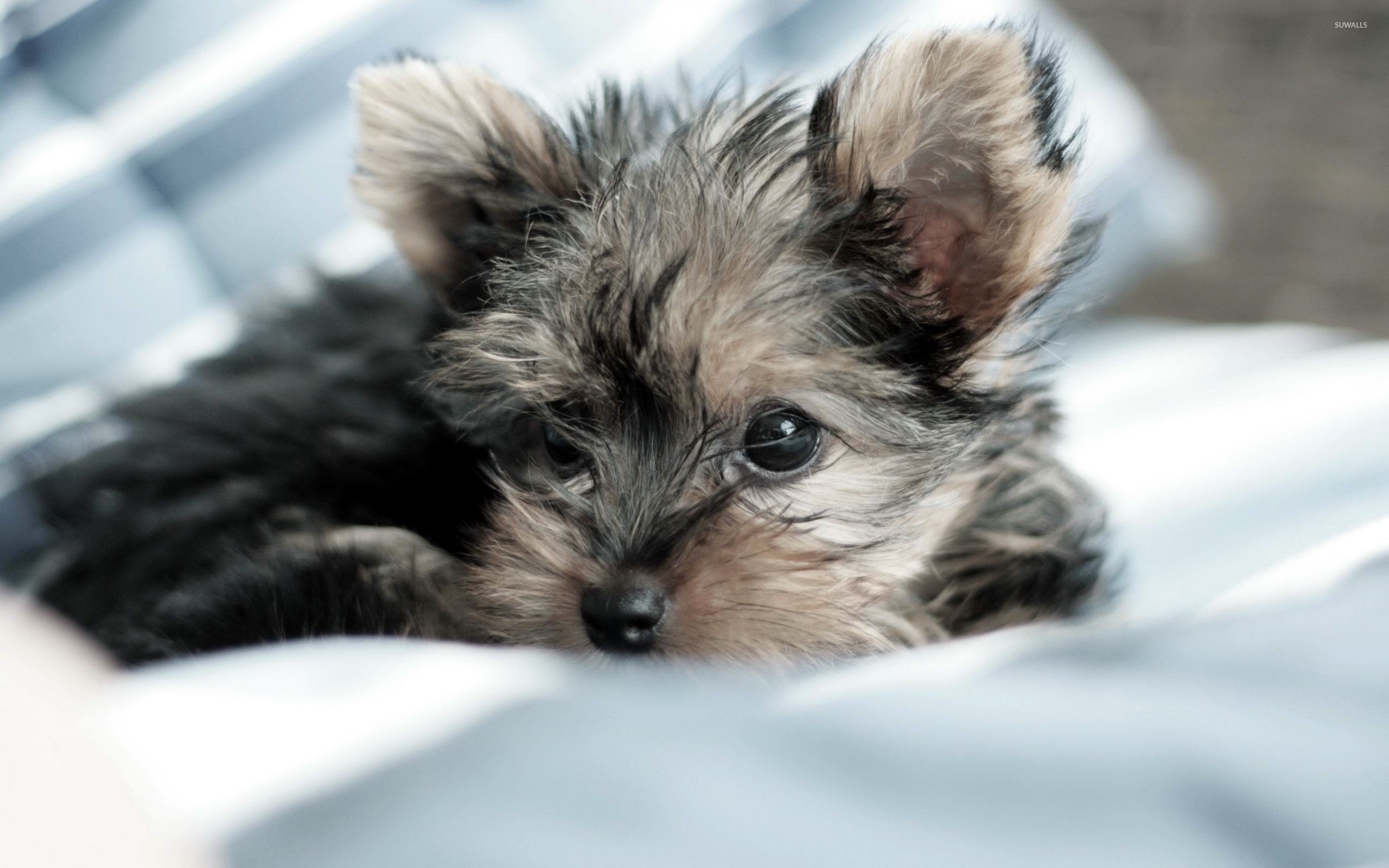 Yorkshire Terrier Puppy Wallpaper Animal
