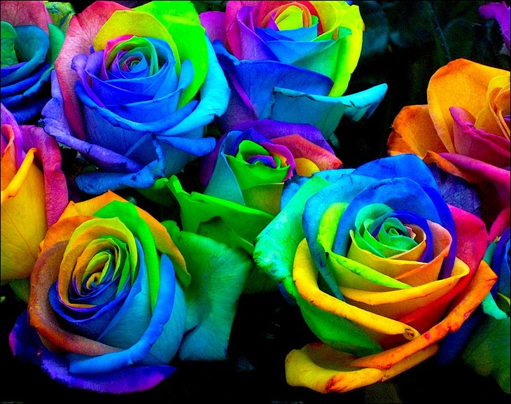 Rose Flowers Wallpaper Roses Desktop
