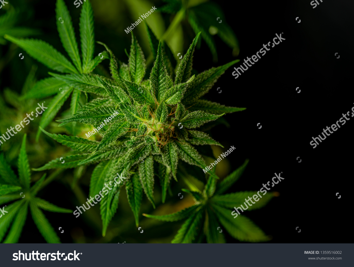 Aged Afghan Kush Special Variety Marijuana Stock Photo Edit Now