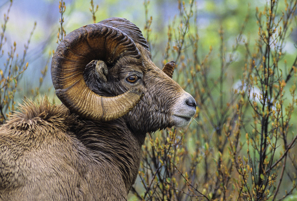 Wallpaper Grass Profile Ram Horns Bighorn Sheep Canada Desktop
