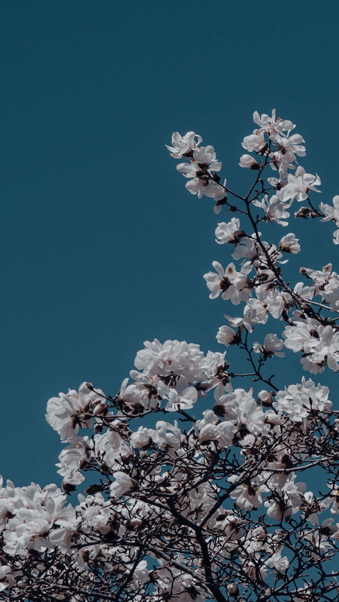 iPhone Flowers Wallpaper