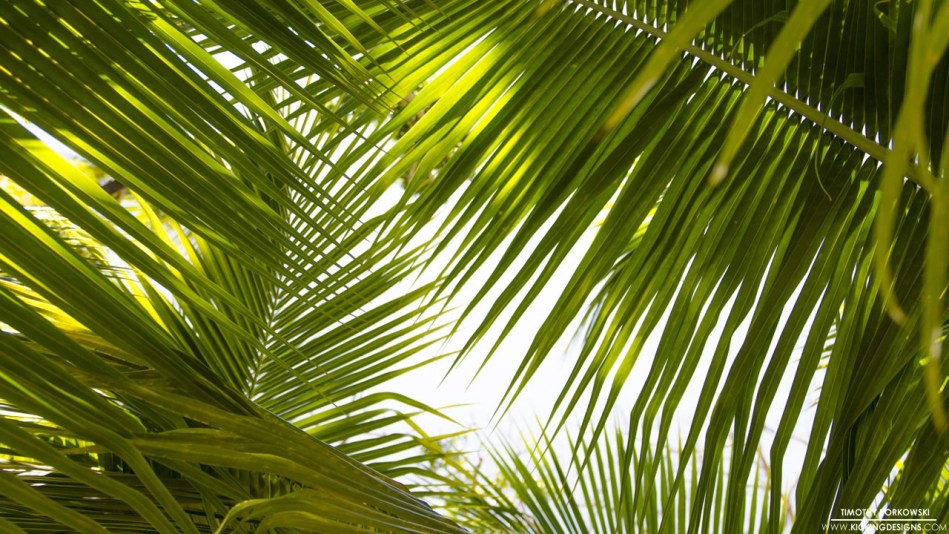 Tropical Leaves Wallpaper Background Kicking Designs