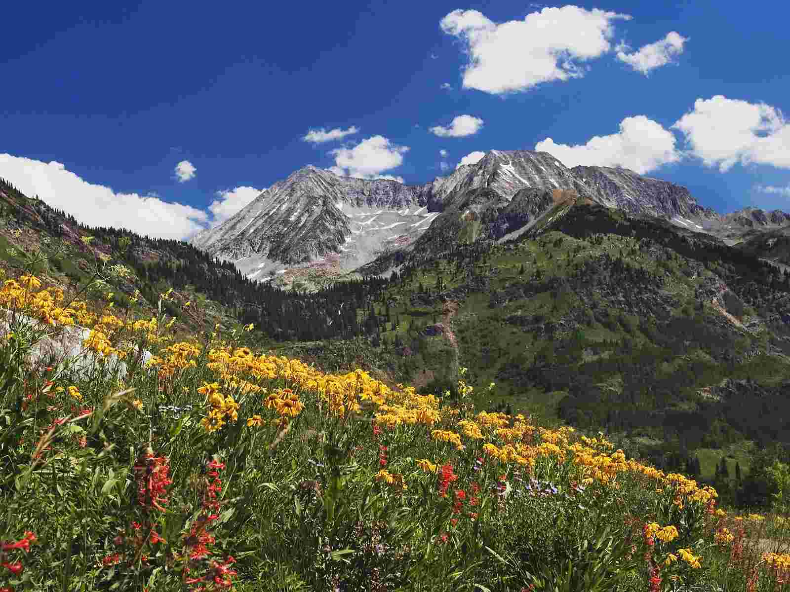 Spring Wildflowers In Alpine Meadow At Lead King Basin Marble