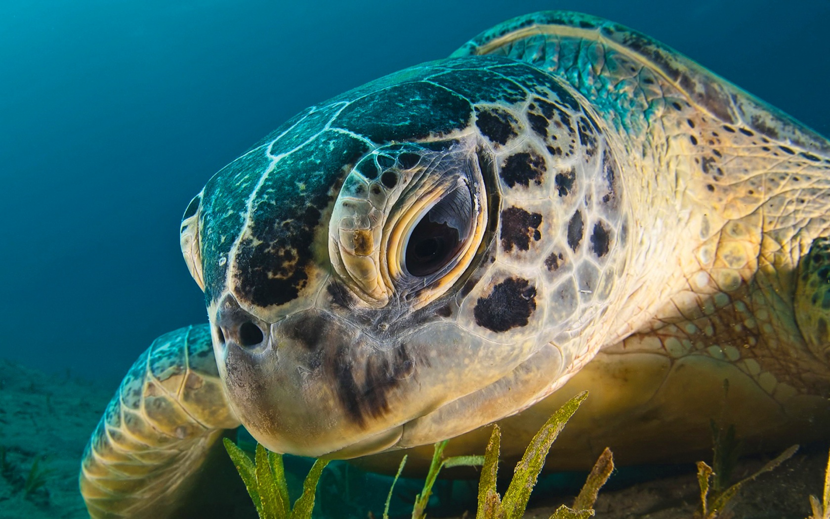 Cute Turtle Widescreen Wallpaper