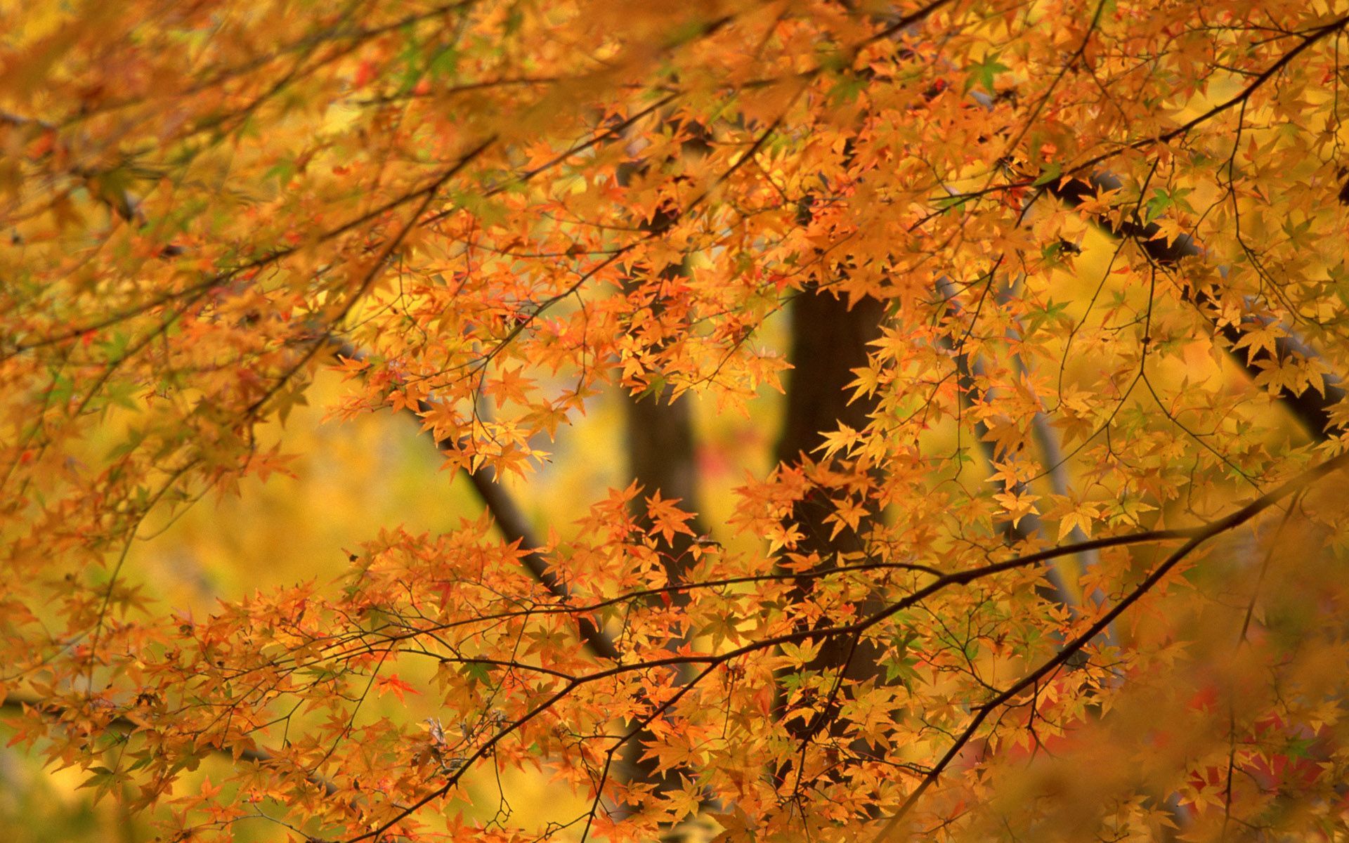 Autumn Maple Trees Wallpaper