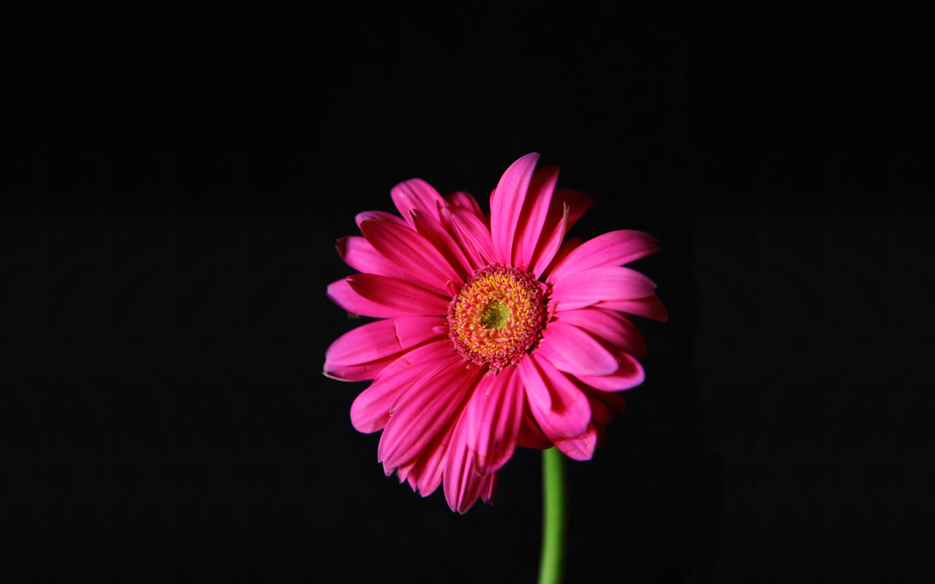 Hot Pink Gerber Daisy 1920x1200 wallpaper download page 369291 1920x1200