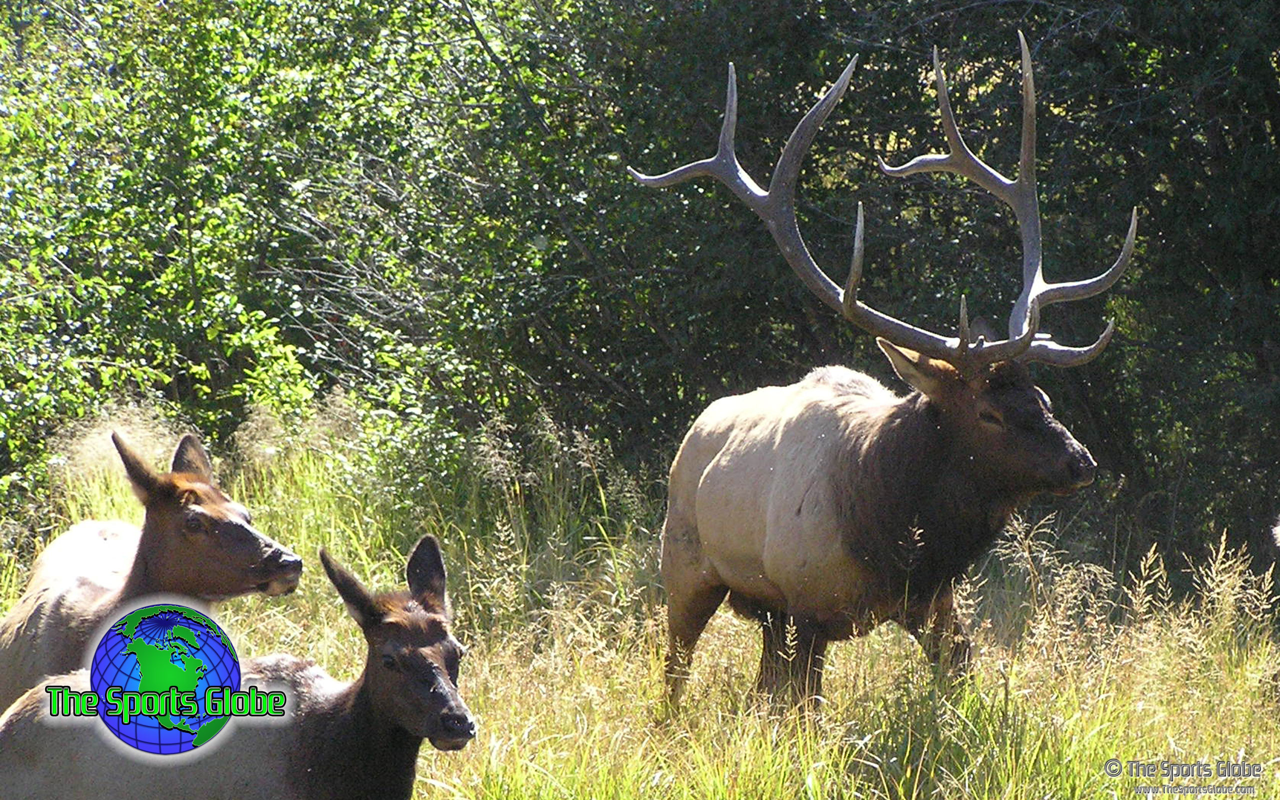 Bull Elk And Cows Desktop Wallpaper Are Available In Standard