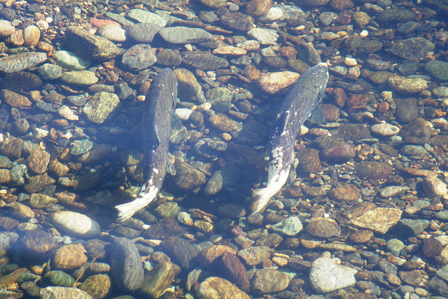 Chinook Salmon Lower Tuolumne River Dan Cox Usfws
