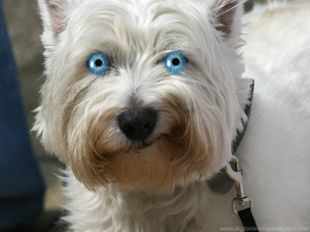Funny Westie Dog FunnypicturesImage Image