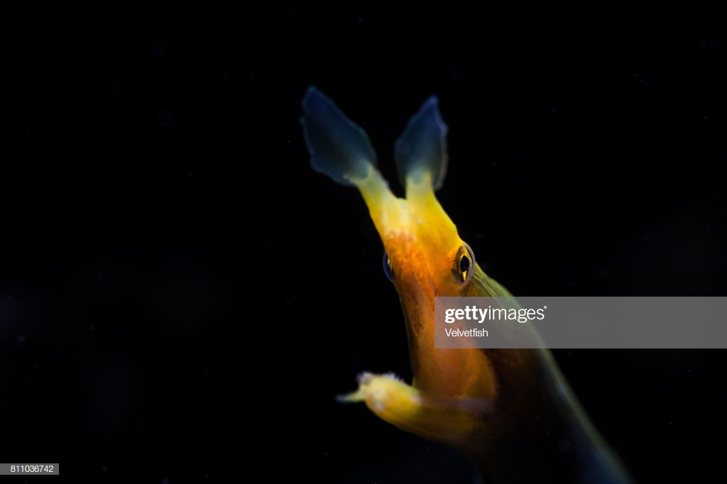 Ribbon Eel And Black Background Stock Photo Getty Image