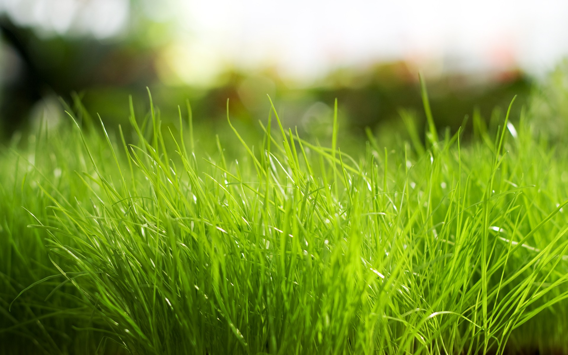 Daily Wallpaper Fresh Grass I Like To Waste My Time