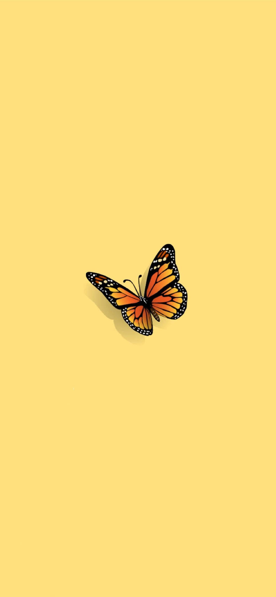 Butterfly iPhone Wallpaper