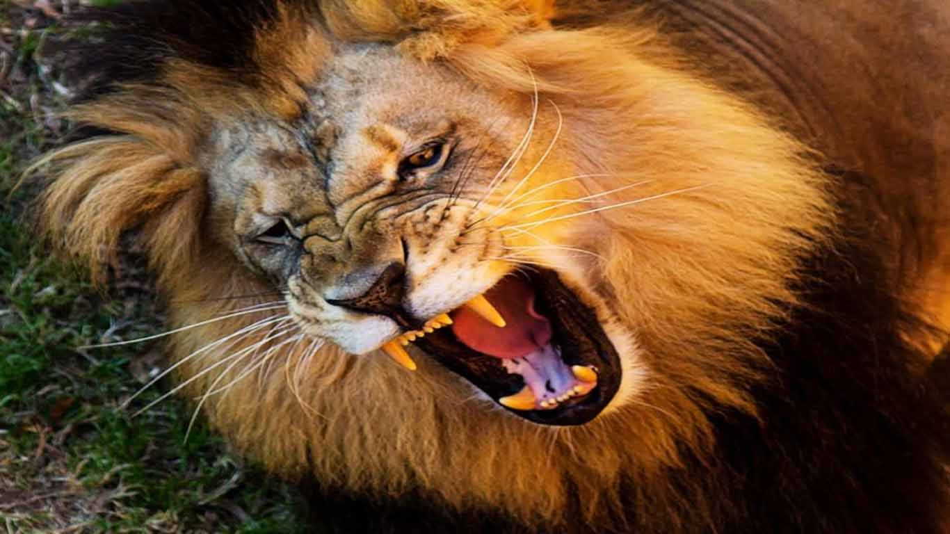 Singa Lion Angry Roar Wallpaper