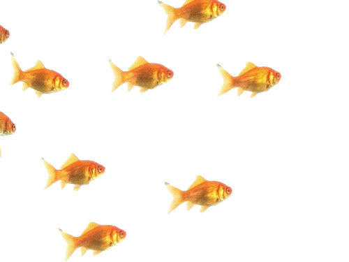 Fish Gif Sticker Find Share On Giphy