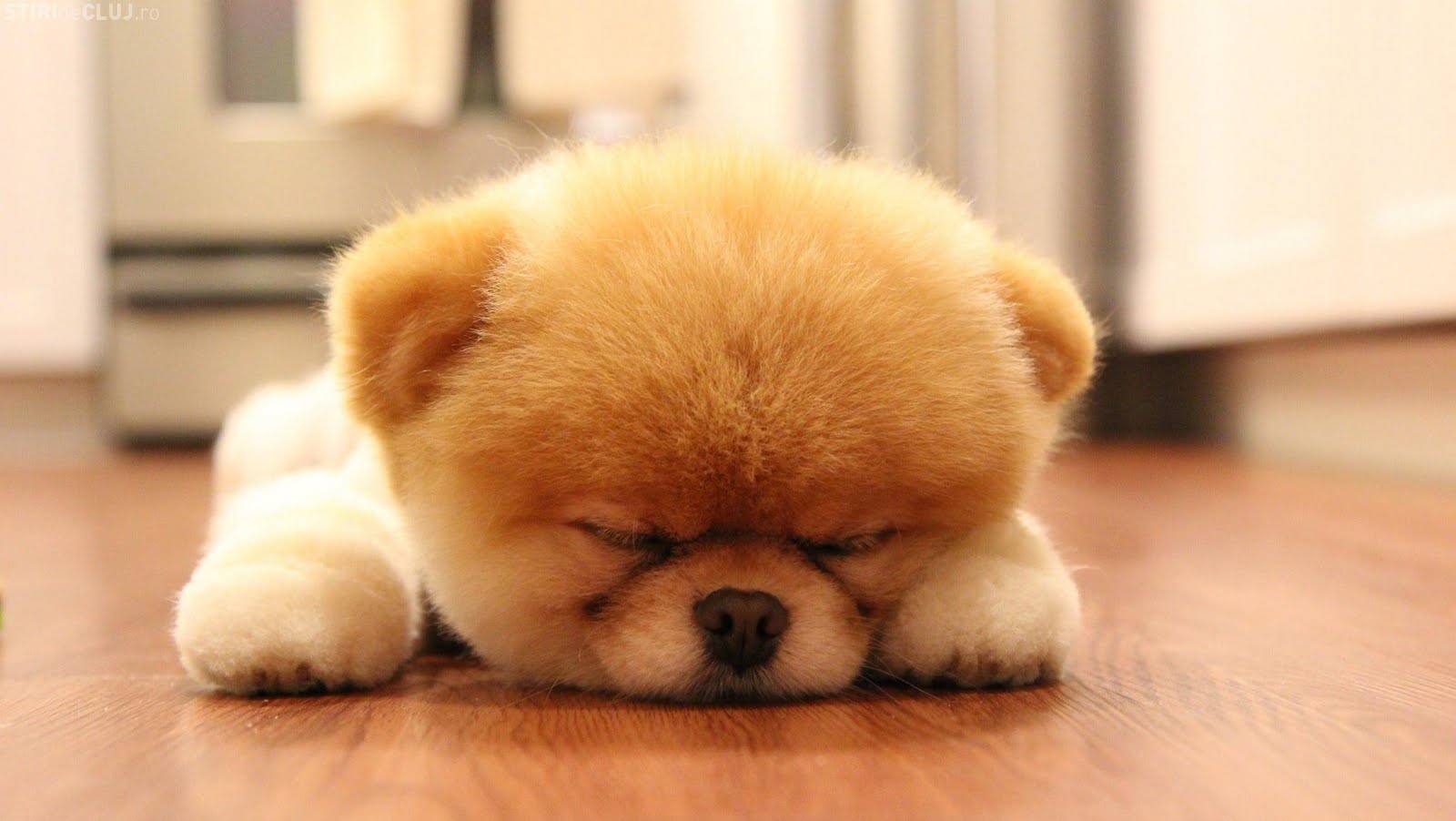 Boo Dog Sleep Desktop Wallpaper Sweet