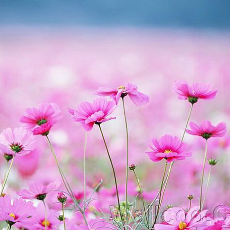 Happy Galsang Flower Field Blur iPad Wallpaper iPhone