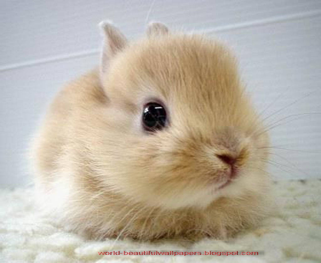 Beautiful Wallpapers rabbits picture