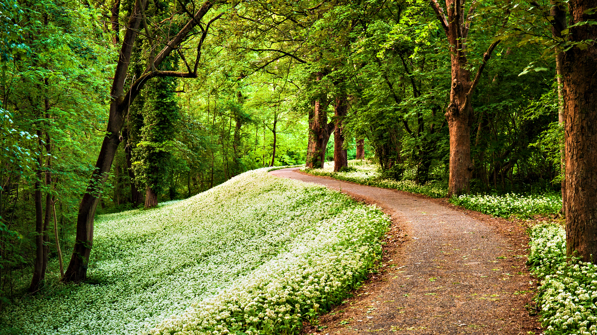 Nature Green Path In Forest HD Wallpaper StylishHDwallpaper