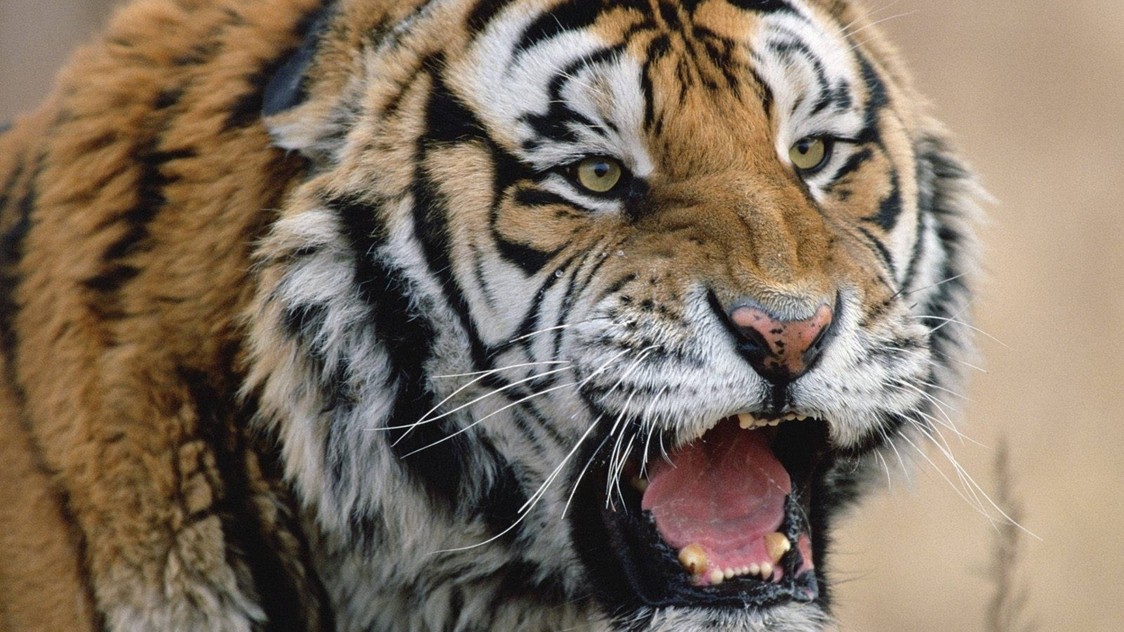 Close-up of a roaring tiger with intense gaze