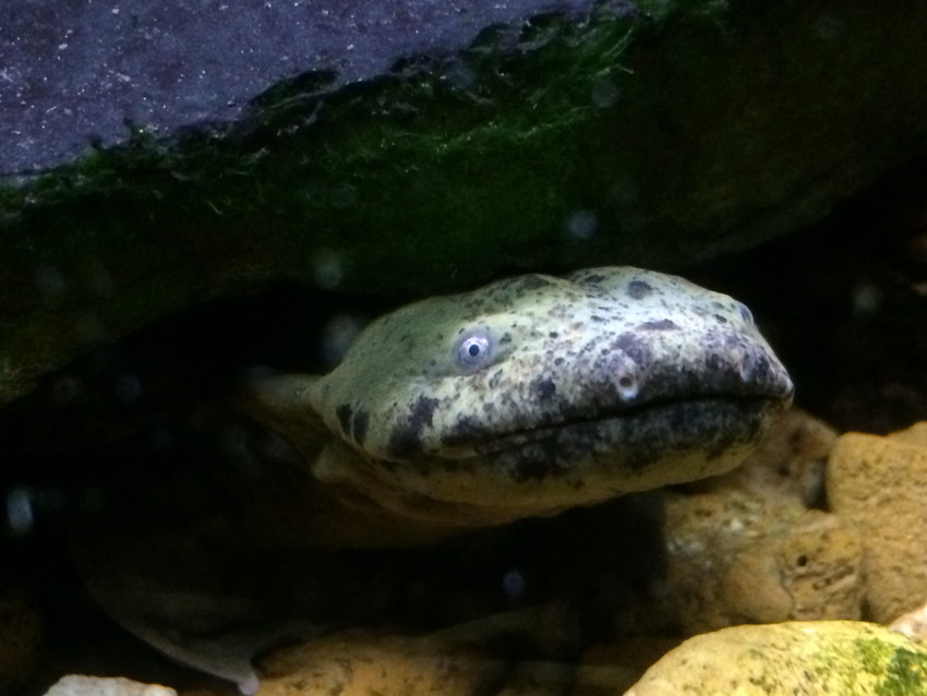 Trump Administration Denies Protection To Eastern Hellbender