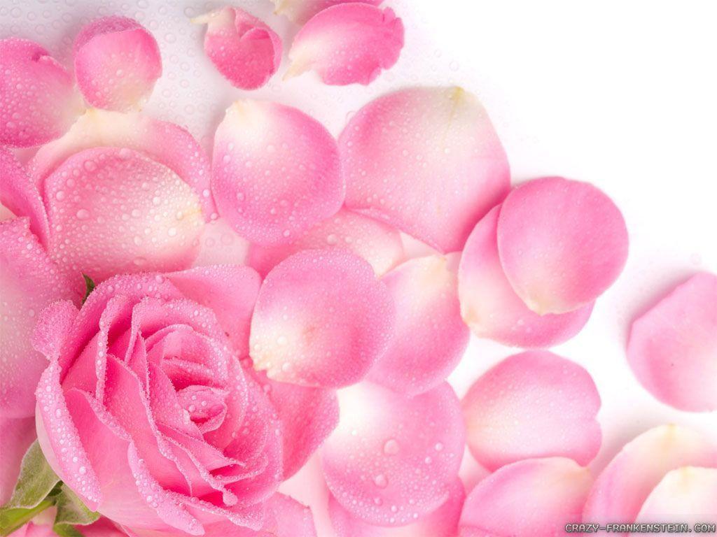 Pink Rose Flower Wallpapers