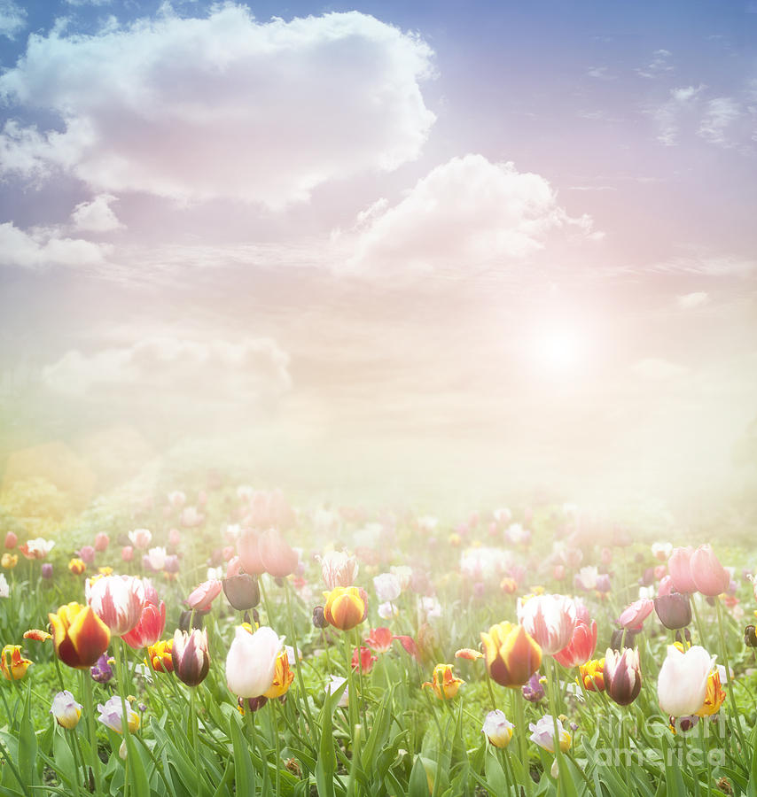 Easter Spring Background By Mythja Photography