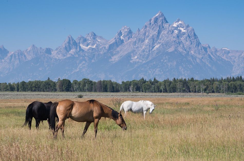 Free download Photo Horses in a meadow Grand Teton in background ...