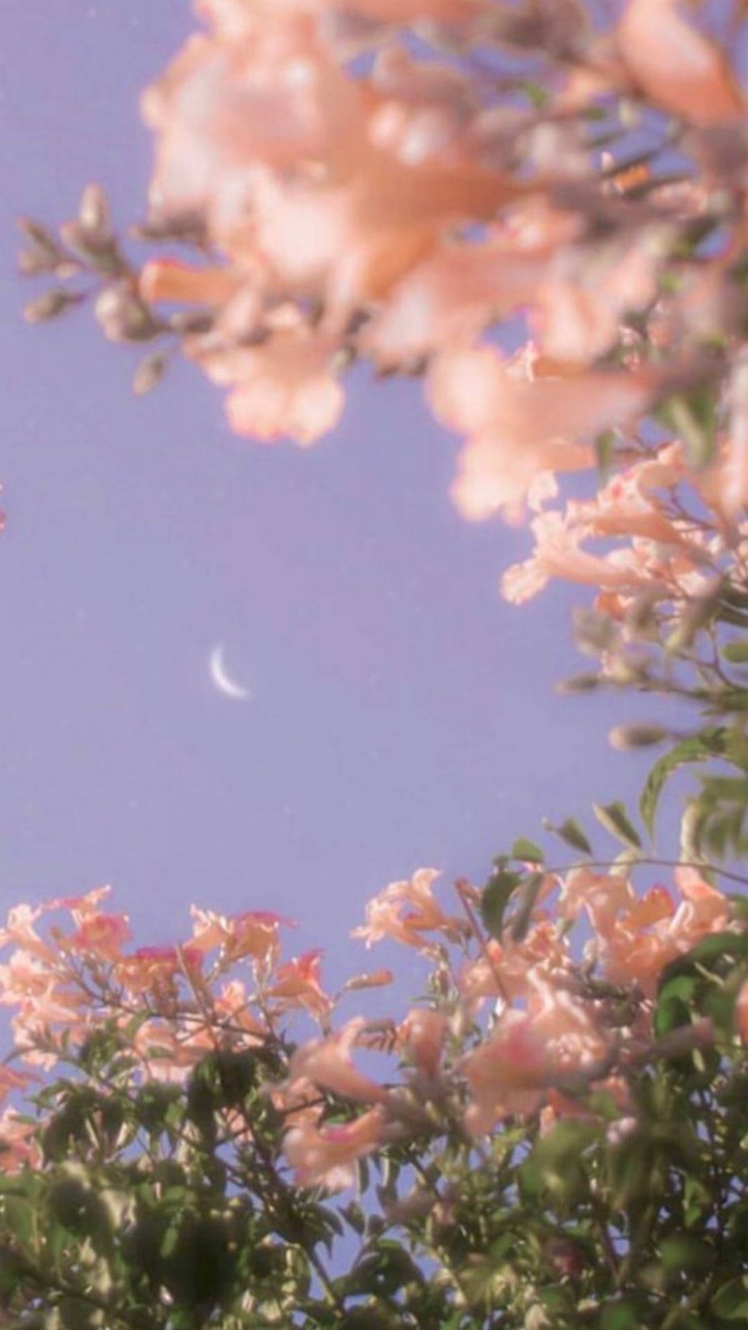 Spring Aesthetic Wallpaper