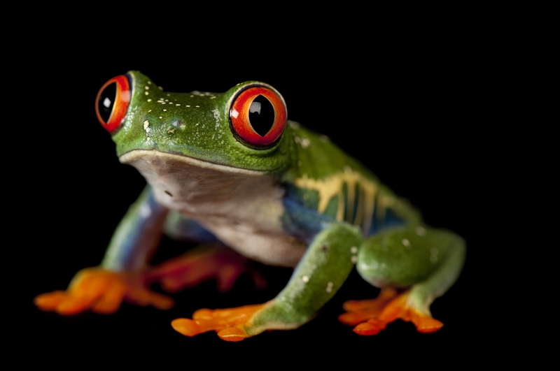 animals frogs redeyed tree frog 5100x3387 wallpaper Animals Frogs
