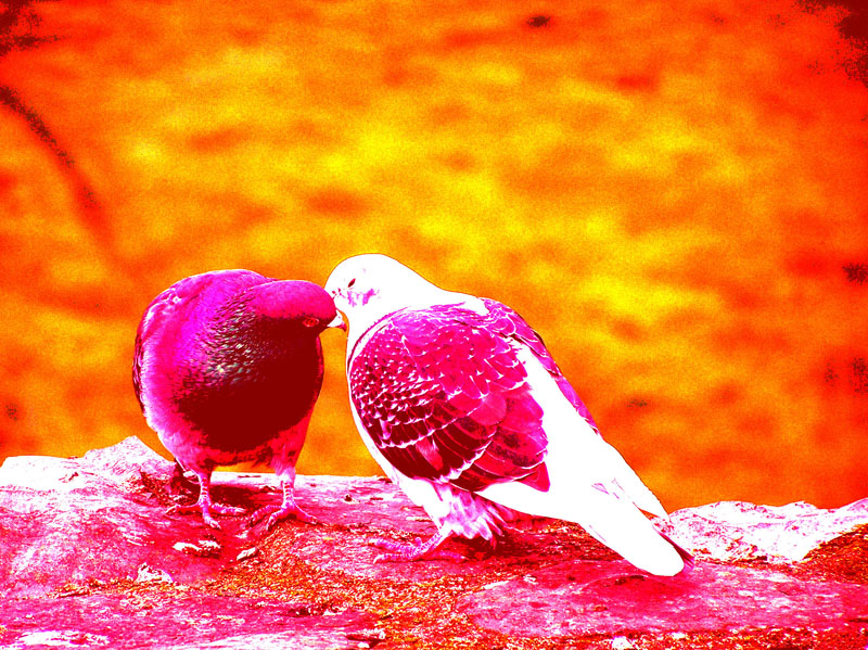 HD Wallpaper Love Birds