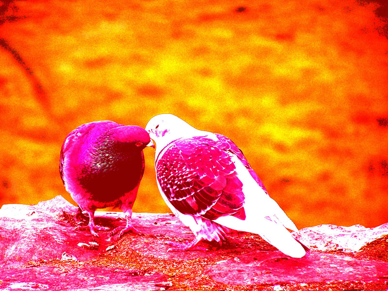 Hd Wallpaper Love Birds