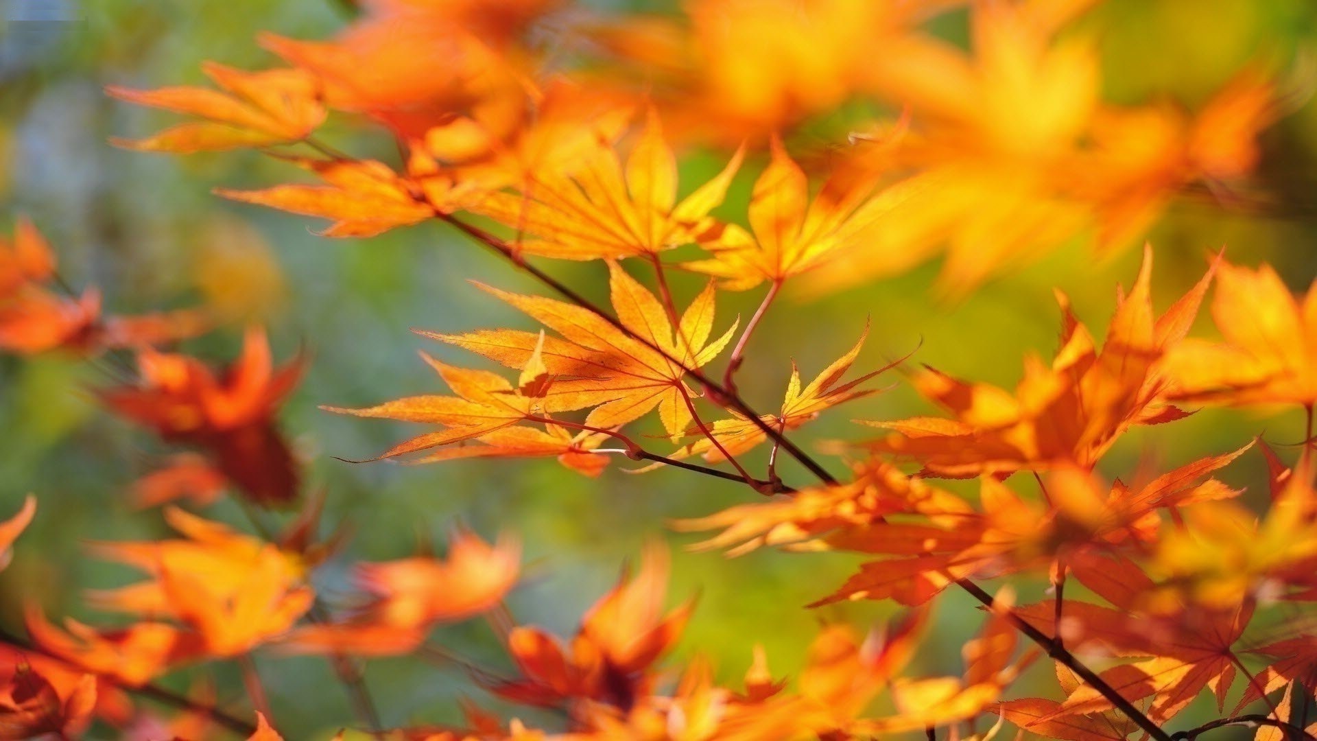 Autumn Leaves HD Wallpaper This