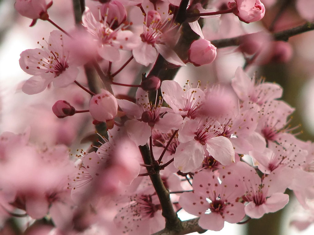 Planting Cherry Blossom Trees
