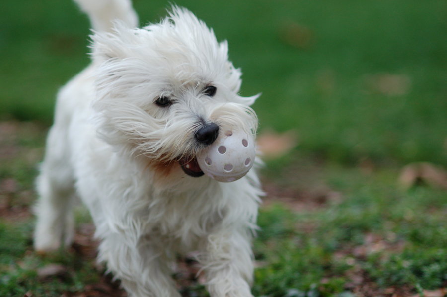 Westie Wallpaper West Highland White Terrier
