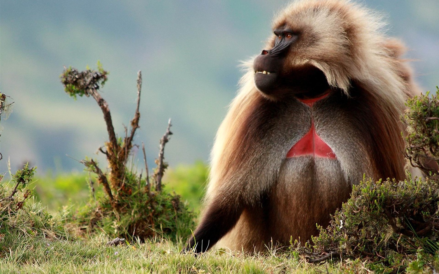 A majestic gelada baboon sits peacefully in its natural habitat, showcasing its distinctive red chest patch and flowing mane