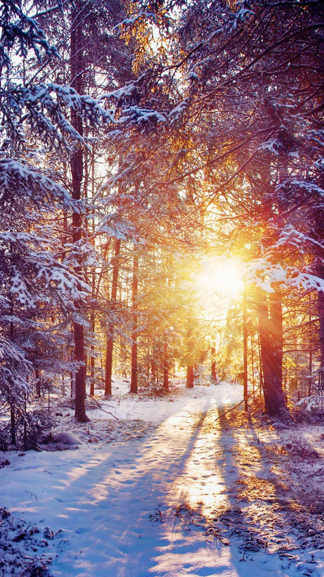 Winter Forest Phone Wallpaper